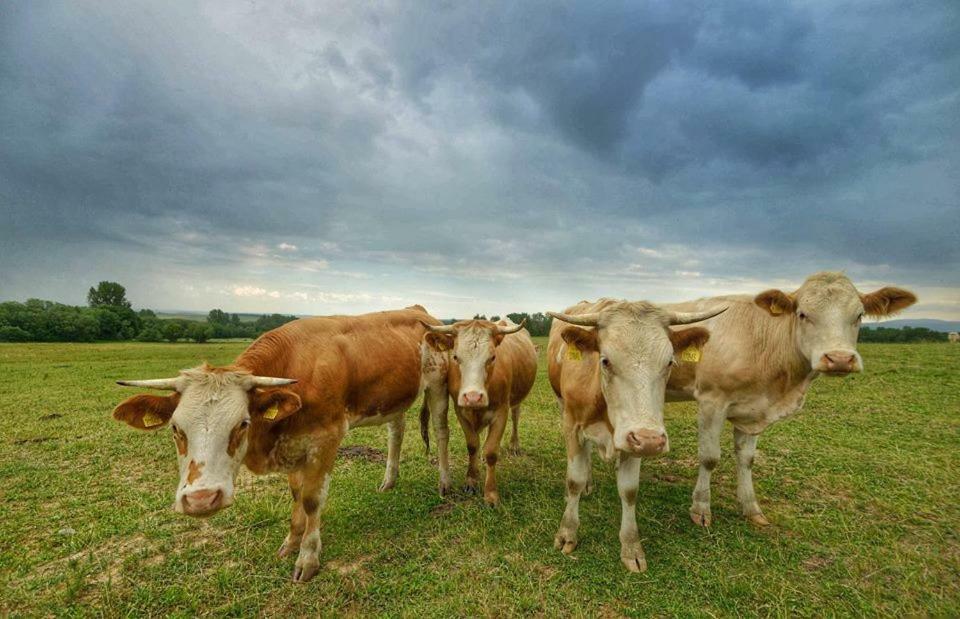 Bio Farma & Penzion Zlaty Hyl Novacany المظهر الخارجي الصورة