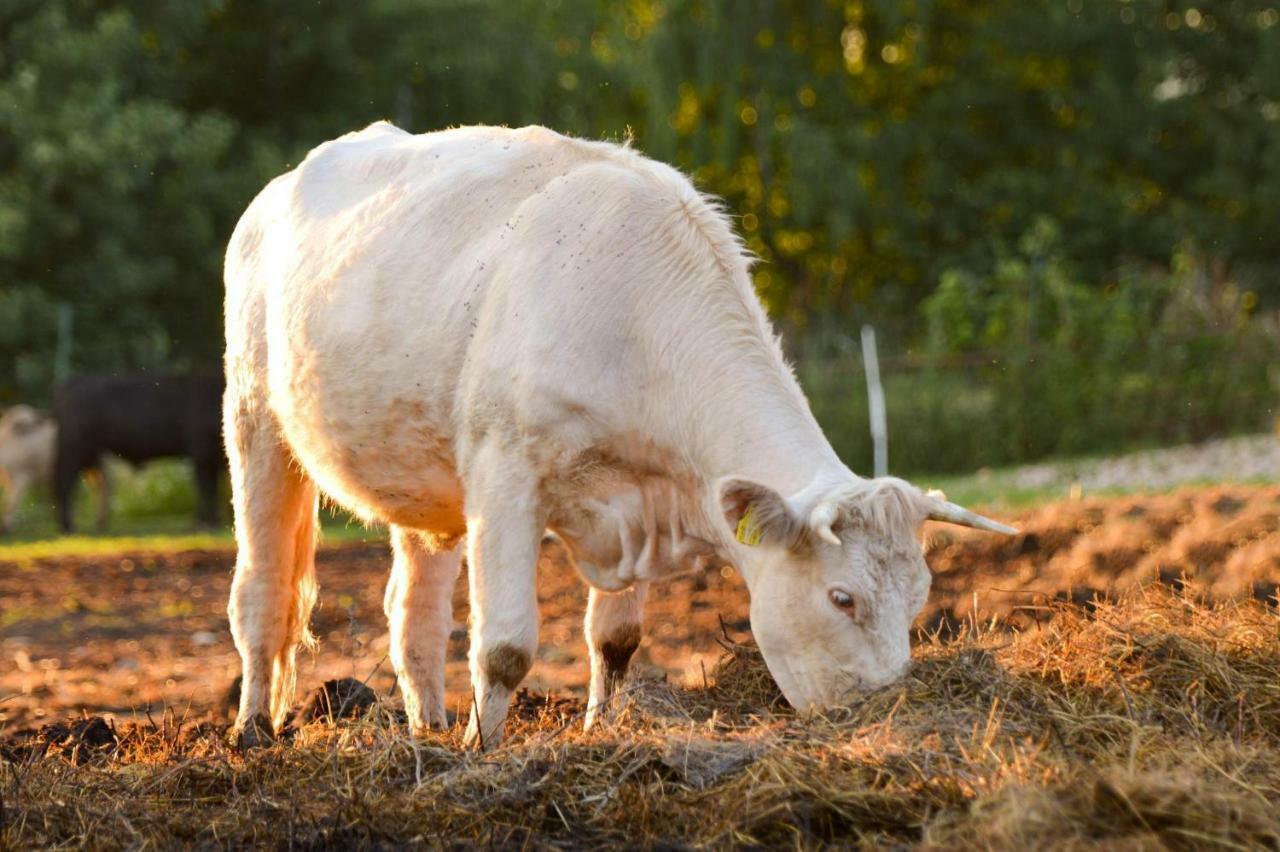 Bio Farma & Penzion Zlaty Hyl Novacany المظهر الخارجي الصورة